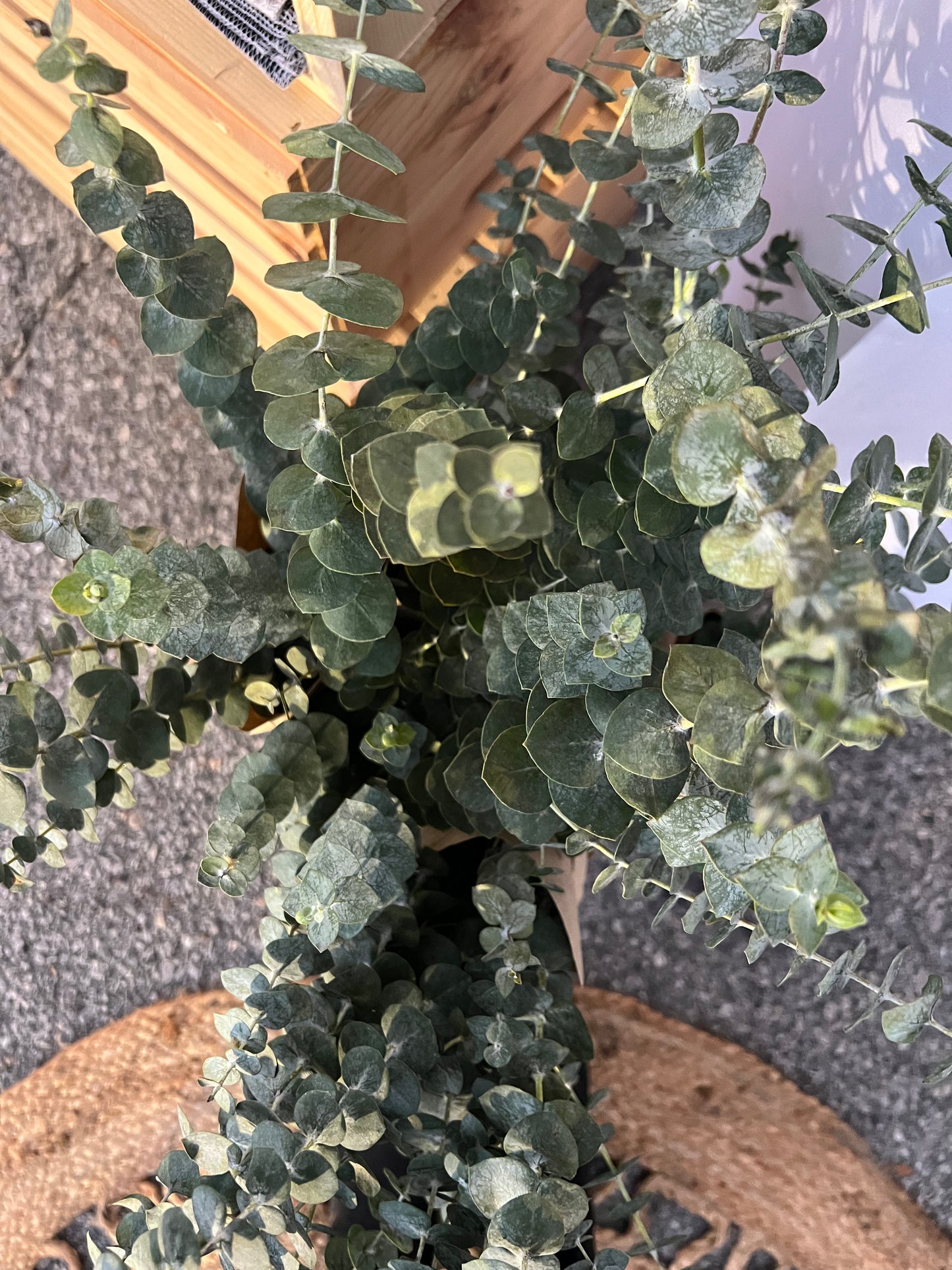 Eucalyptus Shower Bundles